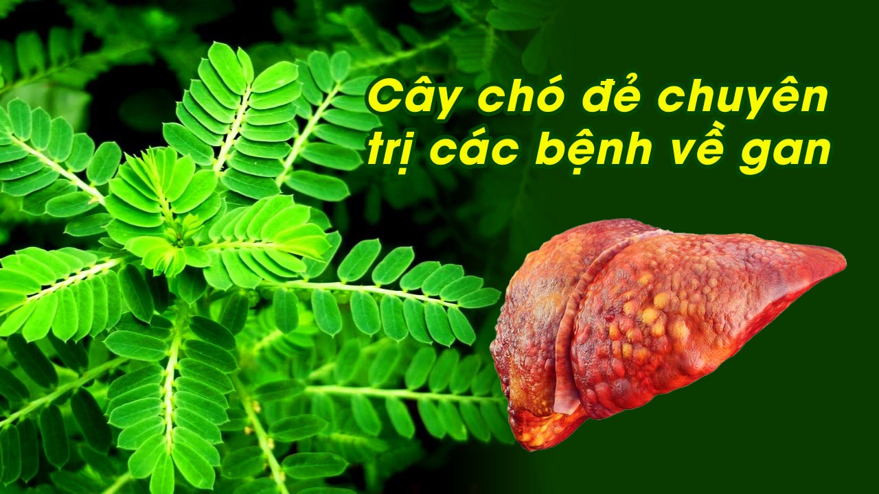 Cay-cho-de-chua-benh-gan.jpg
